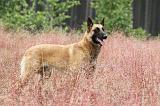 MALINOIS 526